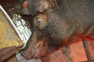 Farrowing crates at Yelmah Piggery SA - Australian pig farming - Captured at Yelmah Piggery, Magdala SA Australia.