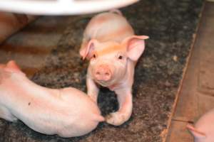 Farrowing crates at Yelmah Piggery SA - Australian pig farming - Captured at Yelmah Piggery, Magdala SA Australia.