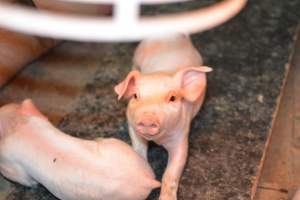 Farrowing crates at Yelmah Piggery SA - Australian pig farming - Captured at Yelmah Piggery, Magdala SA Australia.