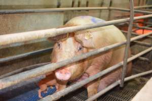 Farrowing crates at Yelmah Piggery SA - Australian pig farming - Captured at Yelmah Piggery, Magdala SA Australia.