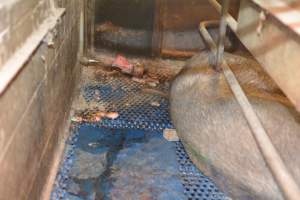 Farrowing crates at Yelmah Piggery SA - Australian pig farming - Captured at Yelmah Piggery, Magdala SA Australia.