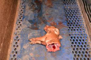 Half-eaten piglet - Australian pig farming - Captured at Yelmah Piggery, Magdala SA Australia.