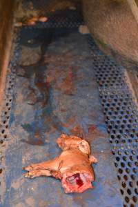 Half-eaten piglet - Australian pig farming - Captured at Yelmah Piggery, Magdala SA Australia.