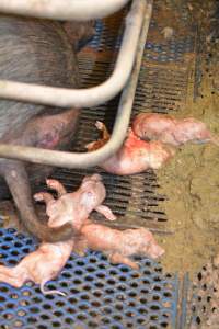 Farrowing crates at Yelmah Piggery SA - Australian pig farming - Captured at Yelmah Piggery, Magdala SA Australia.