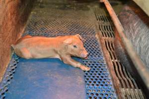 Farrowing crates at Yelmah Piggery SA - Australian pig farming - Captured at Yelmah Piggery, Magdala SA Australia.