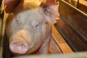 Farrowing crates at Yelmah Piggery SA - Australian pig farming - Captured at Yelmah Piggery, Magdala SA Australia.