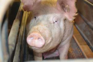 Farrowing crates at Yelmah Piggery SA - Australian pig farming - Captured at Yelmah Piggery, Magdala SA Australia.