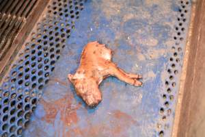 Half-eaten piglet - Australian pig farming - Captured at Yelmah Piggery, Magdala SA Australia.