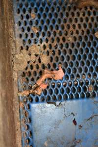 Severed piglet legs - Australian pig farming - Captured at Yelmah Piggery, Magdala SA Australia.