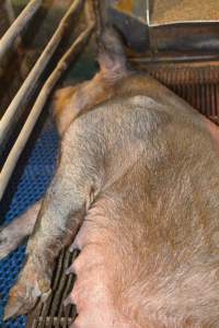 Farrowing crates at Yelmah Piggery SA - Australian pig farming - Captured at Yelmah Piggery, Magdala SA Australia.