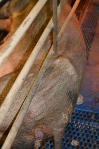 Farrowing crates at Yelmah Piggery SA - Australian pig farming - Captured at Yelmah Piggery, Magdala SA Australia.