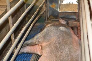 Farrowing crates at Yelmah Piggery SA - Australian pig farming - Captured at Yelmah Piggery, Magdala SA Australia.