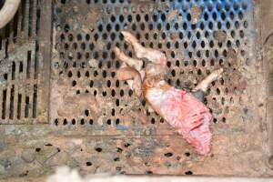 Half-eaten piglet - Australian pig farming - Captured at Yelmah Piggery, Magdala SA Australia.