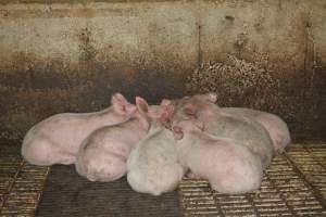 Weaner piglets huddling together - Australian pig farming - Captured at Yelmah Piggery, Magdala SA Australia.