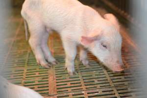 Weaner piglet - Australian pig farming - Captured at Yelmah Piggery, Magdala SA Australia.