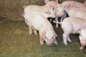 Weaner piglets - Australian pig farming - Captured at Yelmah Piggery, Magdala SA Australia.