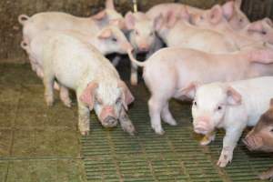 Weaner piglets - Australian pig farming - Captured at Yelmah Piggery, Magdala SA Australia.