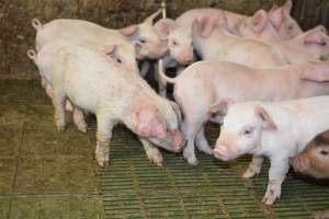 Weaner piglets - Australian pig farming - Captured at Yelmah Piggery, Magdala SA Australia.