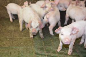 Weaner piglets - Australian pig farming - Captured at Yelmah Piggery, Magdala SA Australia.