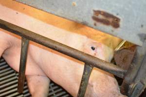 Farrowing crates at Yelmah Piggery SA - Australian pig farming - Captured at Yelmah Piggery, Magdala SA Australia.