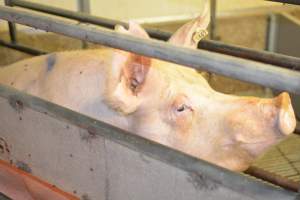 Farrowing crates at Yelmah Piggery SA - Australian pig farming - Captured at Yelmah Piggery, Magdala SA Australia.