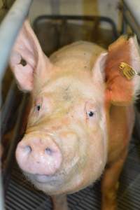 Farrowing crates at Yelmah Piggery SA - Australian pig farming - Captured at Yelmah Piggery, Magdala SA Australia.