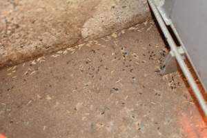 Maggots and bugs on floor of farrowing room - Australian pig farming - Captured at Yelmah Piggery, Magdala SA Australia.