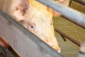 Farrowing crates at Yelmah Piggery SA - Australian pig farming - Captured at Yelmah Piggery, Magdala SA Australia.