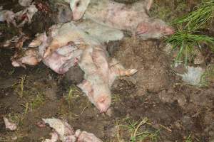 Pile of dead pigs outside - Australian pig farming - Captured at Yelmah Piggery, Magdala SA Australia.