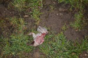 Pile of dead pigs outside - Australian pig farming - Captured at Yelmah Piggery, Magdala SA Australia.