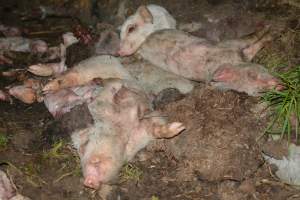 Dead pile outside - Australian pig farming - Captured at Yelmah Piggery, Magdala SA Australia.