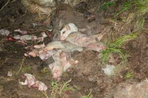 Dead pile outside - Australian pig farming - Captured at Yelmah Piggery, Magdala SA Australia.