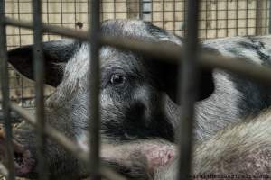 Pig at saleyard - Captured at VIC.