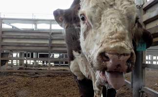 Bull at Saleyards - Captured at VIC.