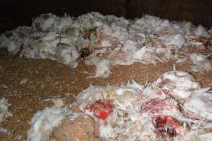 Dead pile at broiler farm - Captured at Unknown broiler farm, Port Wakefield SA Australia.