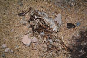 Dead pile at broiler farm - Captured at Unknown broiler farm, Port Wakefield SA Australia.