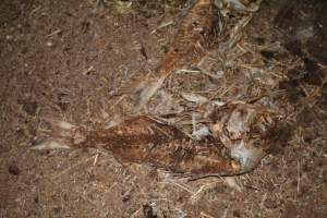 Dead pile at broiler farm - Captured at Unknown broiler farm, Port Wakefield SA Australia.