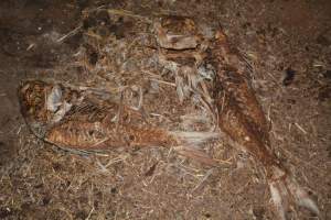 Dead pile at broiler farm - Captured at Unknown broiler farm, Port Wakefield SA Australia.