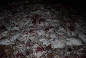 Dead pile at broiler farm - Captured at Unknown broiler farm, Port Wakefield SA Australia.