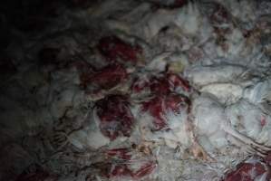 Dead pile at broiler farm - Captured at Unknown broiler farm, Port Wakefield SA Australia.