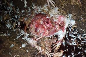 Dead pile at broiler farm - Captured at Unknown broiler farm, Port Wakefield SA Australia.