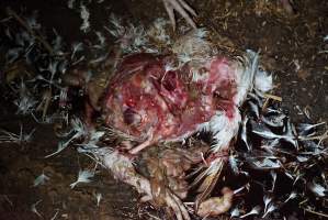 Dead pile at broiler farm - Captured at Unknown broiler farm, Port Wakefield SA Australia.