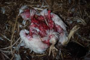 Dead pile at broiler farm - Captured at Unknown broiler farm, Port Wakefield SA Australia.