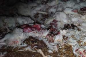 Dead pile at broiler farm - Captured at Unknown broiler farm, Port Wakefield SA Australia.