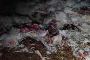 Dead pile at broiler farm - Captured at Unknown broiler farm, Port Wakefield SA Australia.