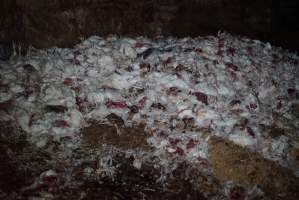 Dead pile at broiler farm - Captured at Unknown broiler farm, Port Wakefield SA Australia.