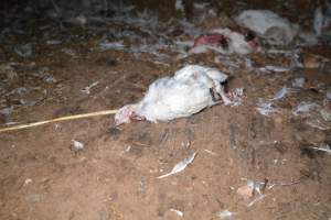 Dead pile at broiler farm - Captured at Unknown broiler farm, Port Wakefield SA Australia.