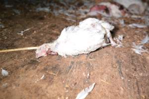 Dead pile at broiler farm - Captured at Unknown broiler farm, Port Wakefield SA Australia.