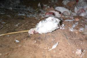 Dead pile at broiler farm - Captured at Unknown broiler farm, Port Wakefield SA Australia.