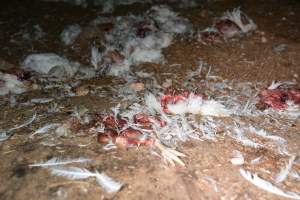 Dead pile at broiler farm - Captured at Unknown broiler farm, Port Wakefield SA Australia.